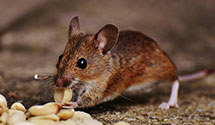 historical-building-pest-preservation-and-protection Experts in Chelsea